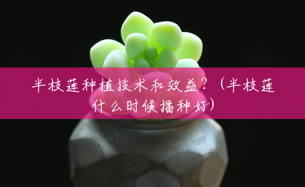 半枝莲种植技术和效益?(半枝莲什么时候播种好) 半枝莲种植技术和效益?(半枝莲什么时候播种好)