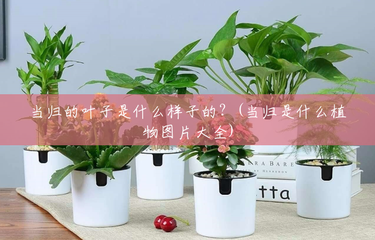 当归的叶子是什么样子的?(当归是什么植物图片大全) 当归的叶子是什么样子的?(当归是什么植物图片大全)