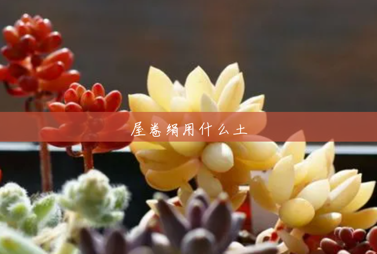 屋卷绢用什么土