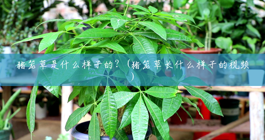 猪笼草是什么样子的?(猪笼草长什么样子的视频) 猪笼草是什么样子的?(猪笼草长什么样子的视频)