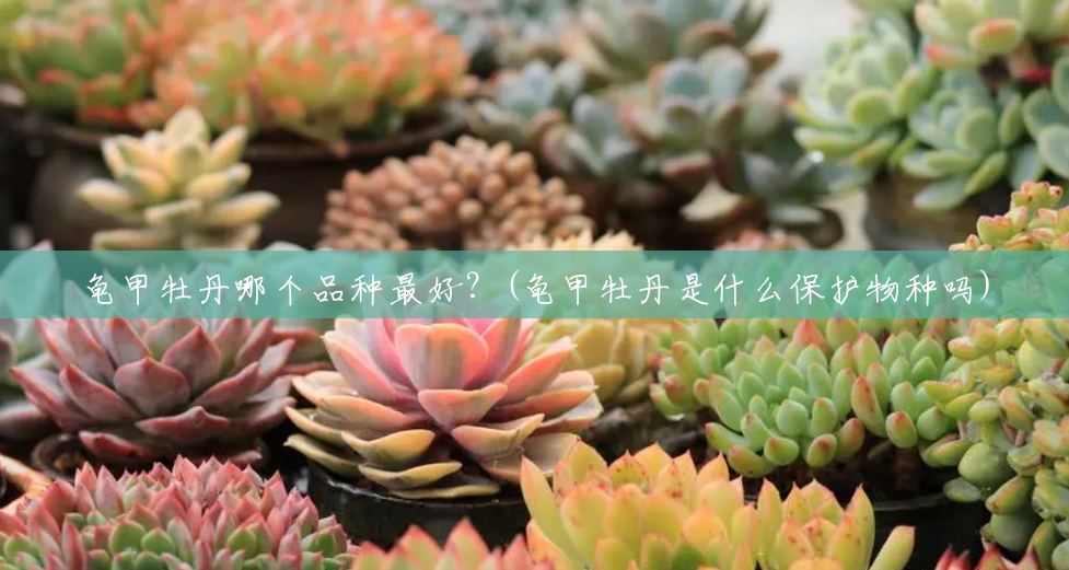 龟甲牡丹哪个品种最好?(龟甲牡丹是什么保护物种吗) 龟甲牡丹哪个品种最好?(龟甲牡丹是什么保护物种吗)