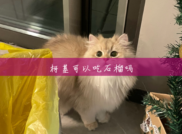 柯基可以吃石榴吗 柯基可以吃石榴吗