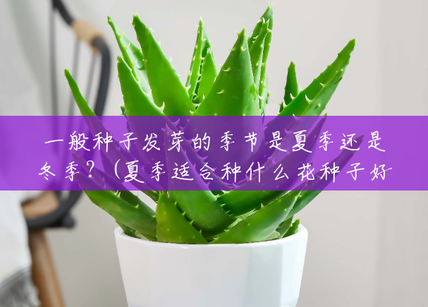 一般种子发芽的季节是夏季还是冬季?(夏季适合种什么花种子好) 一般种子发芽的季节是夏季还是冬季?(夏季适合种什么花种子好)