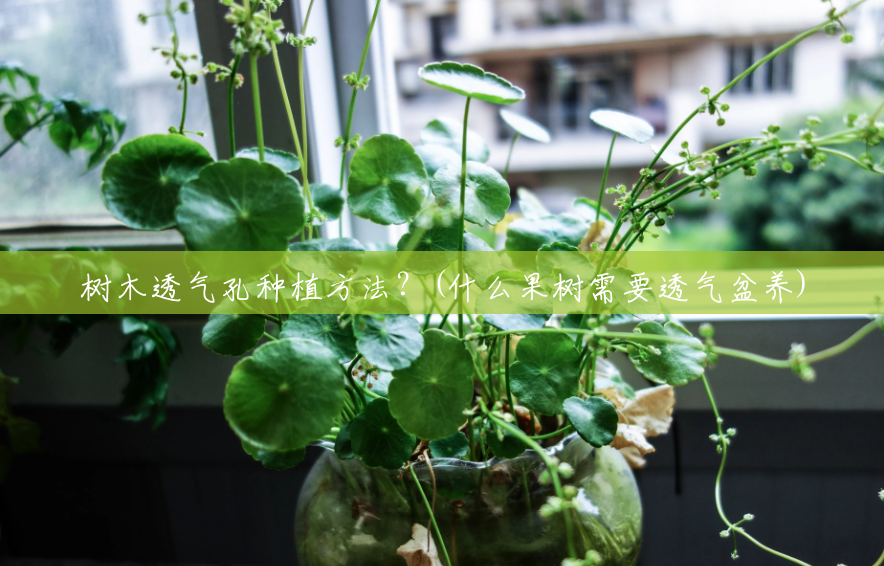 树木透气孔种植方法?(什么果树需要透气盆养) 树木透气孔种植方法?(什么果树需要透气盆养)