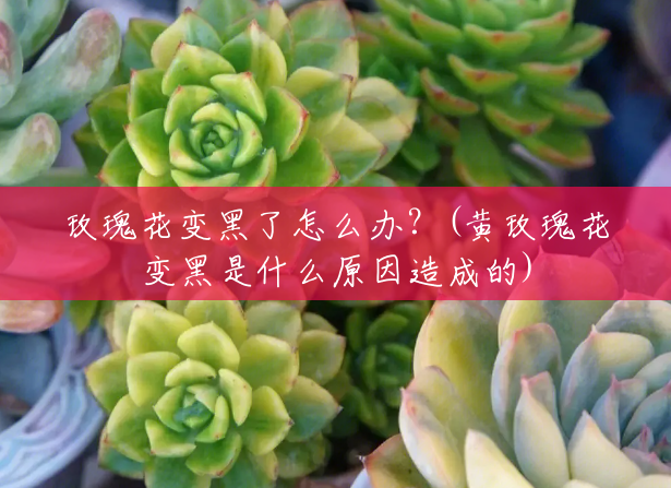 玫瑰花变黑了怎么办?(黄玫瑰花变黑是什么原因造成的) 玫瑰花变黑了怎么办?(黄玫瑰花变黑是什么原因造成的)
