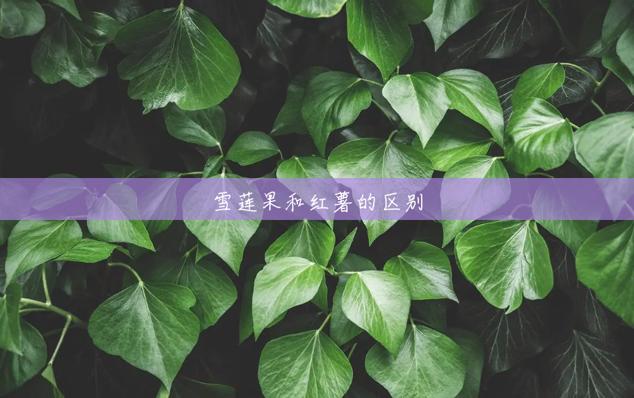 雪莲果和红薯的区别