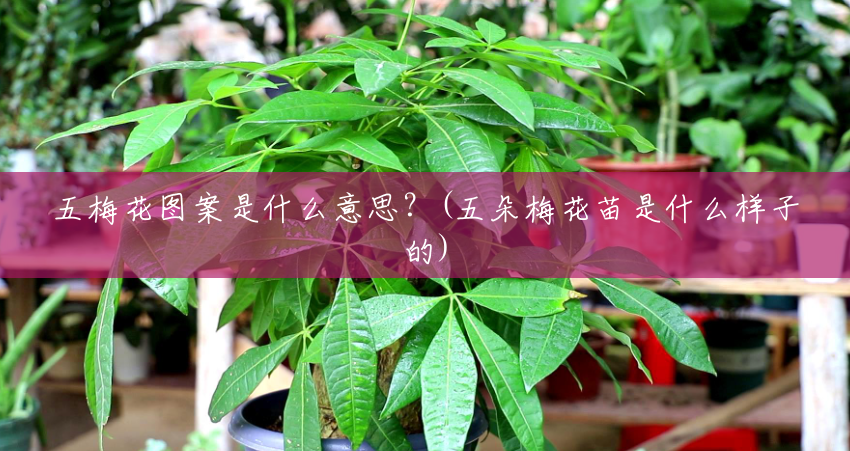 五梅花图案是什么意思?(五朵梅花苗是什么样子的) 五梅花图案是什么意思?(五朵梅花苗是什么样子的)