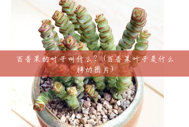 百香果的叶子叫什么?(百香果叶子是什么样的图片) 百香果的叶子叫什么?(百香果叶子是什么样的图片)