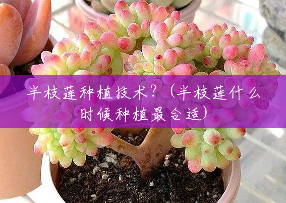 半枝莲种植技术?(半枝莲什么时候种植最合适) 半枝莲种植技术?(半枝莲什么时候种植最合适)