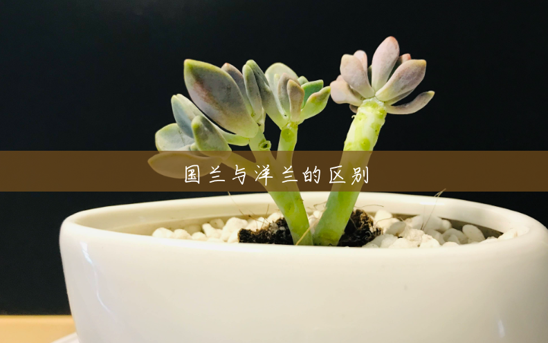 国兰与洋兰的区别