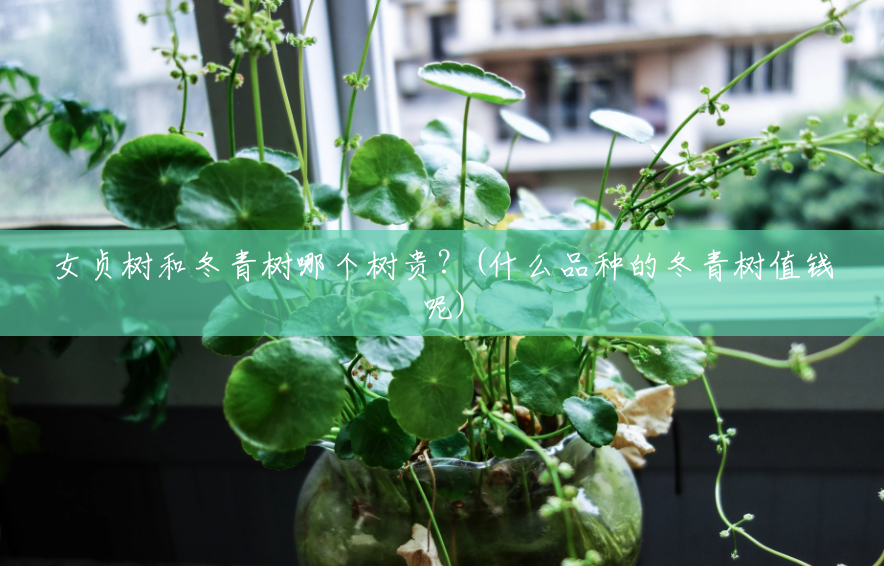 女贞树和冬青树哪个树贵?(什么品种的冬青树值钱呢) 女贞树和冬青树哪个树贵?(什么品种的冬青树值钱呢)