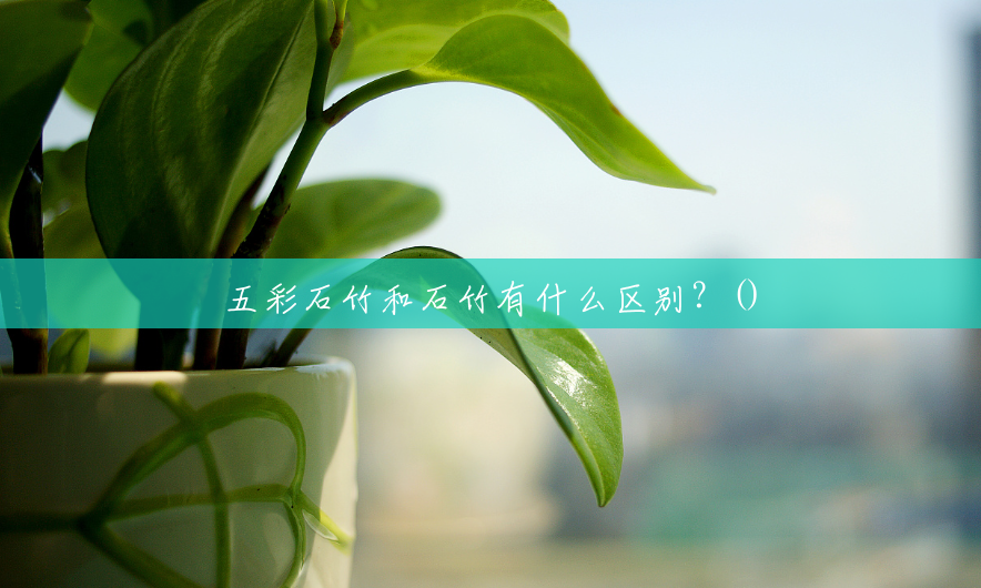 五彩石竹和石竹有什么区别?() 五彩石竹和石竹有什么区别?()