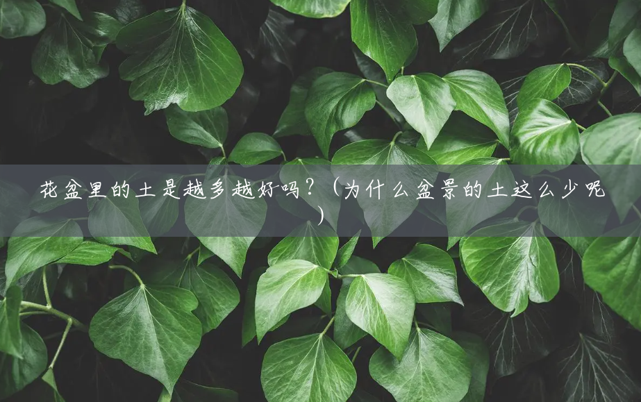 花盆里的土是越多越好吗？(为什么盆景的土这么少呢)