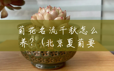 菊花名流千秋怎么养?(北京夏菊要施什么肥才能开花) 菊花名流千秋怎么养?(北京夏菊要施什么肥才能开花)