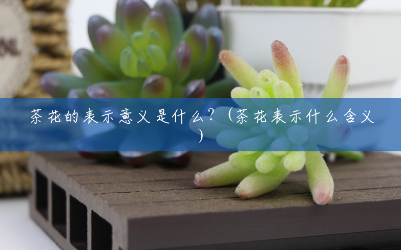 茶花的表示意义是什么?(茶花表示什么含义) 茶花的表示意义是什么?(茶花表示什么含义)