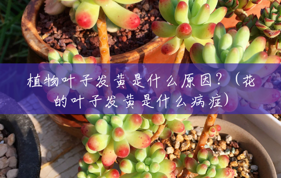 植物叶子发黄是什么原因?(花的叶子发黄是什么病症) 植物叶子发黄是什么原因?(花的叶子发黄是什么病症)