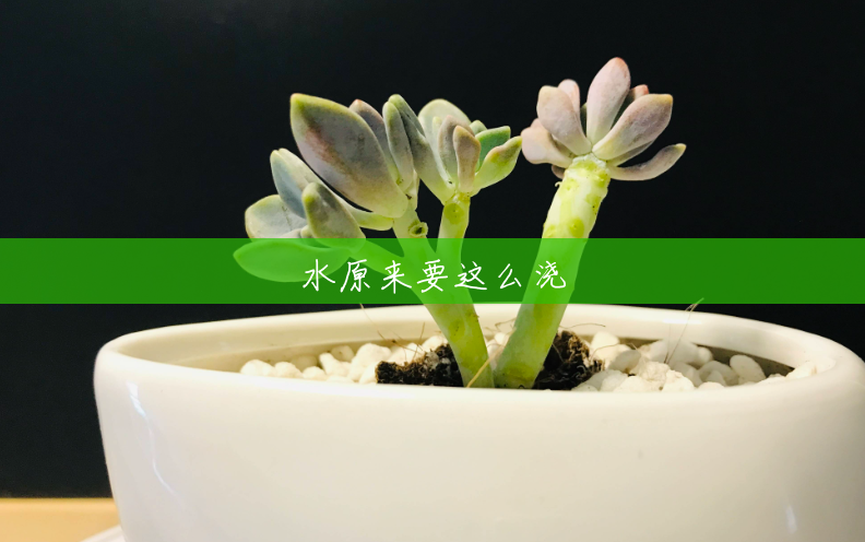 水原来要这么浇