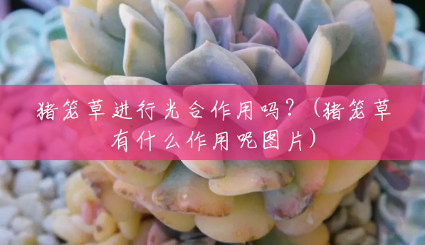 猪笼草进行光合作用吗?(猪笼草有什么作用呢图片) 猪笼草进行光合作用吗?(猪笼草有什么作用呢图片)