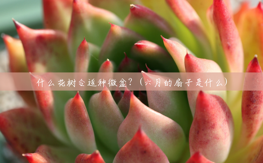 什么花树合适种微盆？(六月的扇子是什么)