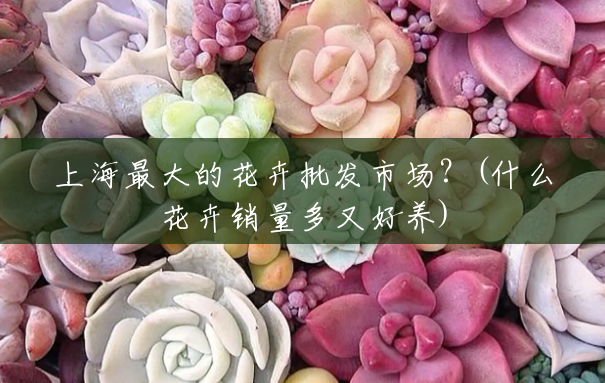 上海最大的花卉批发市场？(什么花卉销量多又好养)