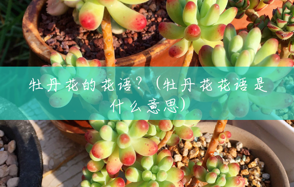 牡丹花的花语?(牡丹花花语是什么意思) 牡丹花的花语?(牡丹花花语是什么意思)