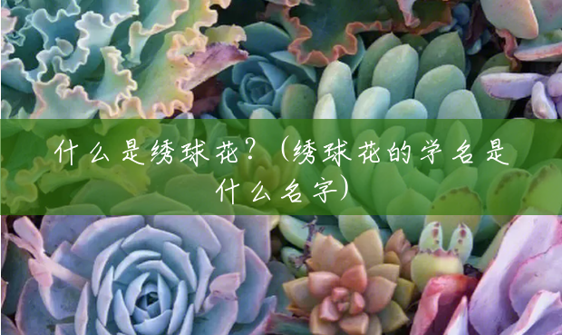 什么是绣球花?(绣球花的学名是什么名字) 什么是绣球花?(绣球花的学名是什么名字)