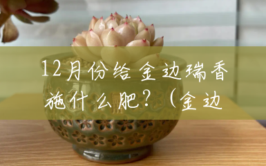 12月份给金边瑞香施什么肥?(金边瑞香适合什么肥料) 12月份给金边瑞香施什么肥?(金边瑞香适合什么肥料)