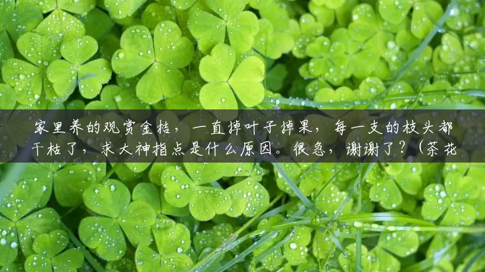 家里养的观赏金桔，一直掉叶子掉果，每一支的枝头都干枯了，求大神指点是什么原因。很急，谢谢了？(茶花树掉叶子是什么原因)