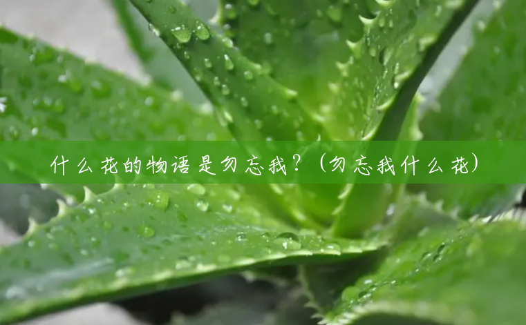 什么花的物语是勿忘我?(勿忘我什么花) 什么花的物语是勿忘我?(勿忘我什么花)