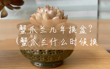 蟹爪兰几年换盆?(蟹爪兰什么时候换盆啊) 蟹爪兰几年换盆?(蟹爪兰什么时候换盆啊)