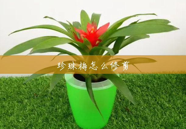 珍珠梅怎么修剪