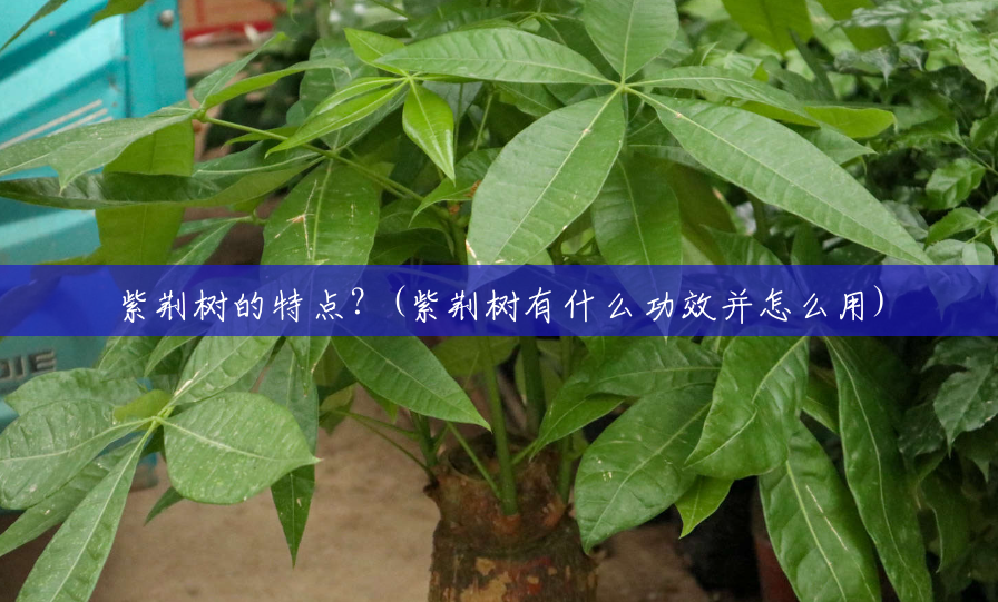 紫荆树的特点?(紫荆树有什么功效并怎么用) 紫荆树的特点?(紫荆树有什么功效并怎么用)