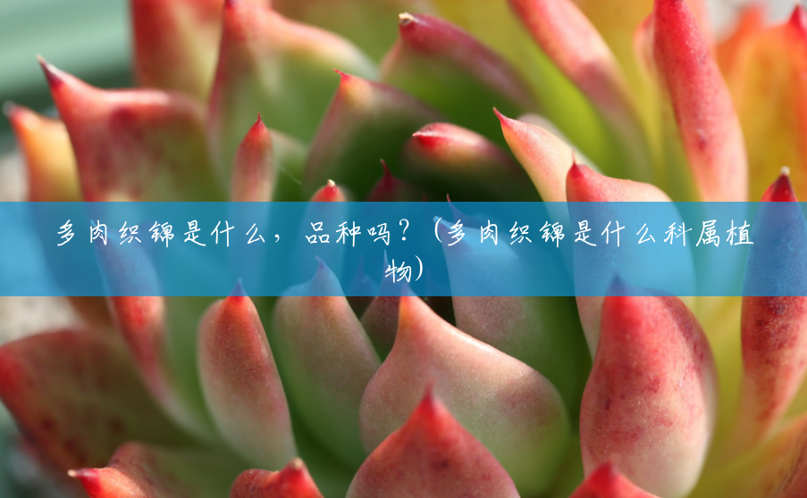 多肉织锦是什么,品种吗?(多肉织锦是什么科属植物) 多肉织锦是什么,品种吗?(多肉织锦是什么科属植物)