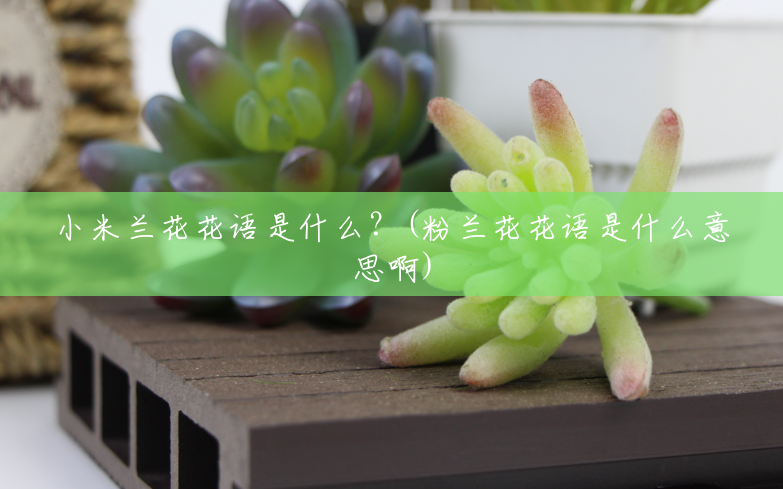 小米兰花花语是什么?(粉兰花花语是什么意思啊) 小米兰花花语是什么?(粉兰花花语是什么意思啊)
