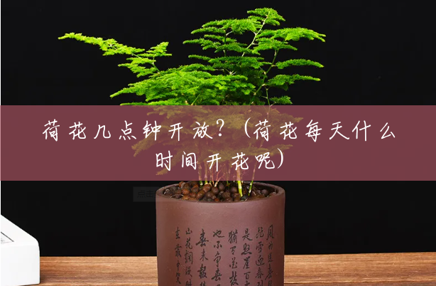 荷花几点钟开放?(荷花每天什么时间开花呢) 荷花几点钟开放?(荷花每天什么时间开花呢)