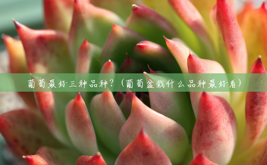 葡萄最好三种品种?(葡萄盆栽什么品种最好看) 葡萄最好三种品种?(葡萄盆栽什么品种最好看)
