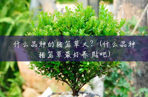 什么品种的猪笼草大?(什么品种猪笼草最好养 贴吧) 什么品种的猪笼草大?(什么品种猪笼草最好养 贴吧)
