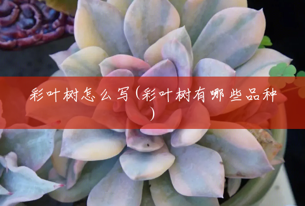 彩叶树怎么写(彩叶树有哪些品种) 彩叶树怎么写(彩叶树有哪些品种)