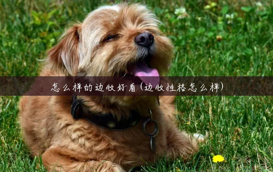 怎么样的边牧好看(边牧性格怎么样) 怎么样的边牧好看(边牧性格怎么样)