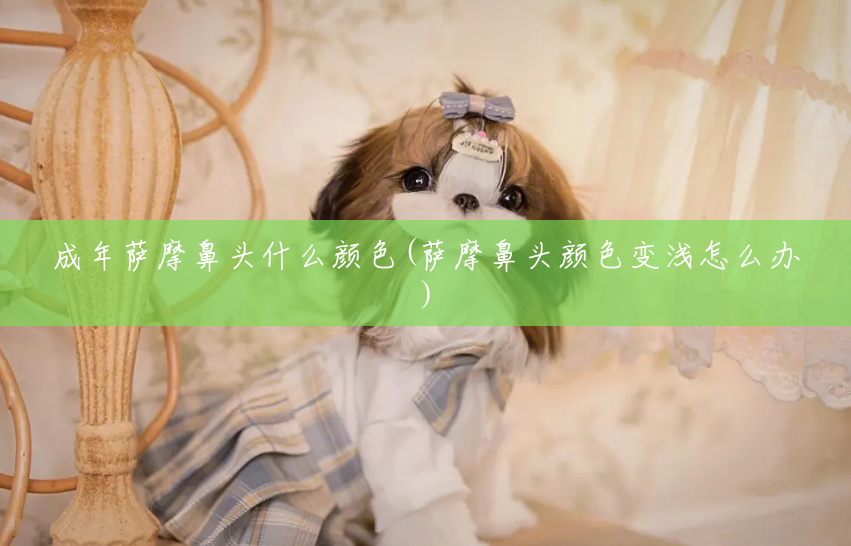 成年萨摩鼻头什么颜色(萨摩鼻头颜色变浅怎么办) 成年萨摩鼻头什么颜色(萨摩鼻头颜色变浅怎么办)