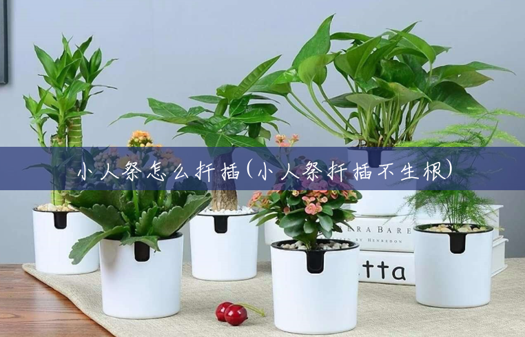 小人祭怎么扦插(小人祭扦插不生根) 小人祭怎么扦插(小人祭扦插不生根)