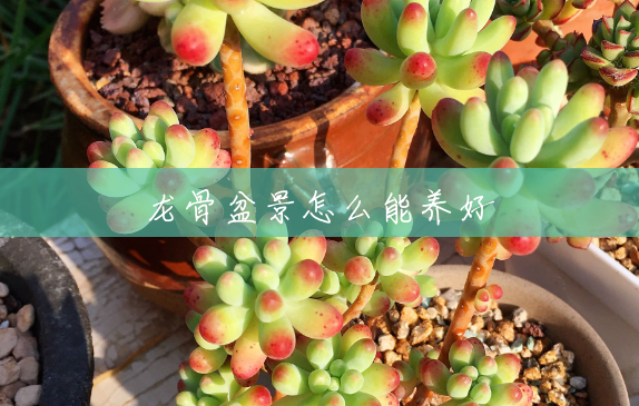 龙骨盆景怎么能养好 龙骨盆景怎么能养好