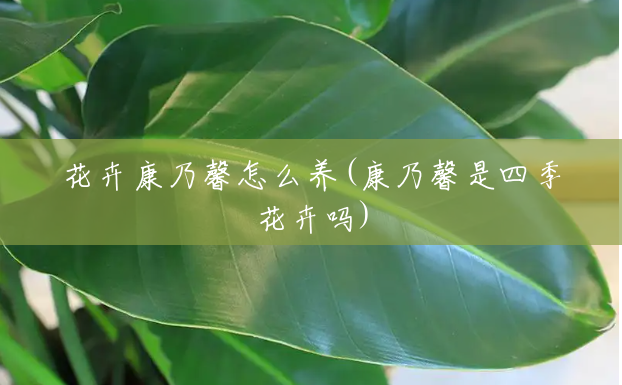 花卉康乃馨怎么养(康乃馨是四季花卉吗) 花卉康乃馨怎么养(康乃馨是四季花卉吗)