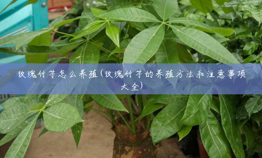 玫瑰竹芋怎么养殖(玫瑰竹芋的养殖方法和注意事项大全)