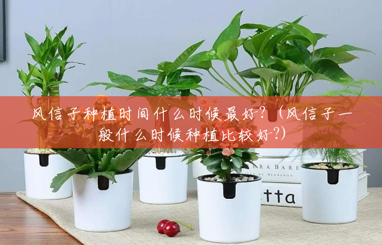 风信子种植时间什么时候最好?(风信子一般什么时候种植比较好?) 风信子种植时间什么时候最好?(风信子一般什么时候种植比较好?)