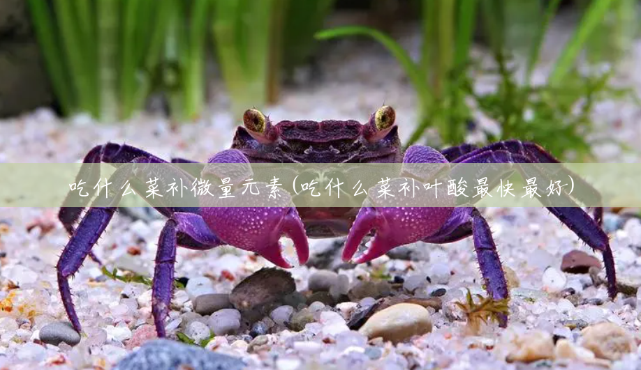 吃什么菜补微量元素(吃什么菜补叶酸最快最好) 吃什么菜补微量元素(吃什么菜补叶酸最快最好)