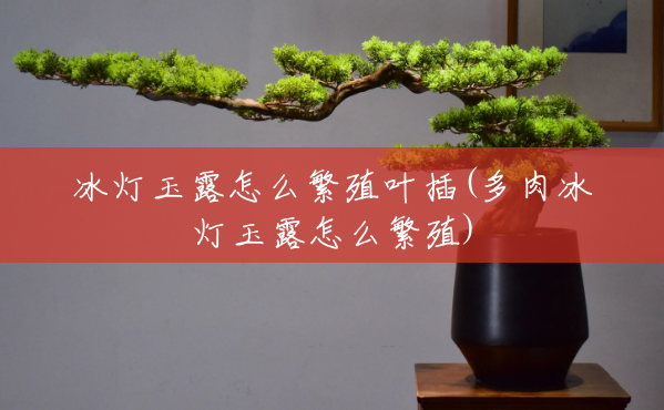 冰灯玉露怎么繁殖叶插(多肉冰灯玉露怎么繁殖) 冰灯玉露怎么繁殖叶插(多肉冰灯玉露怎么繁殖)