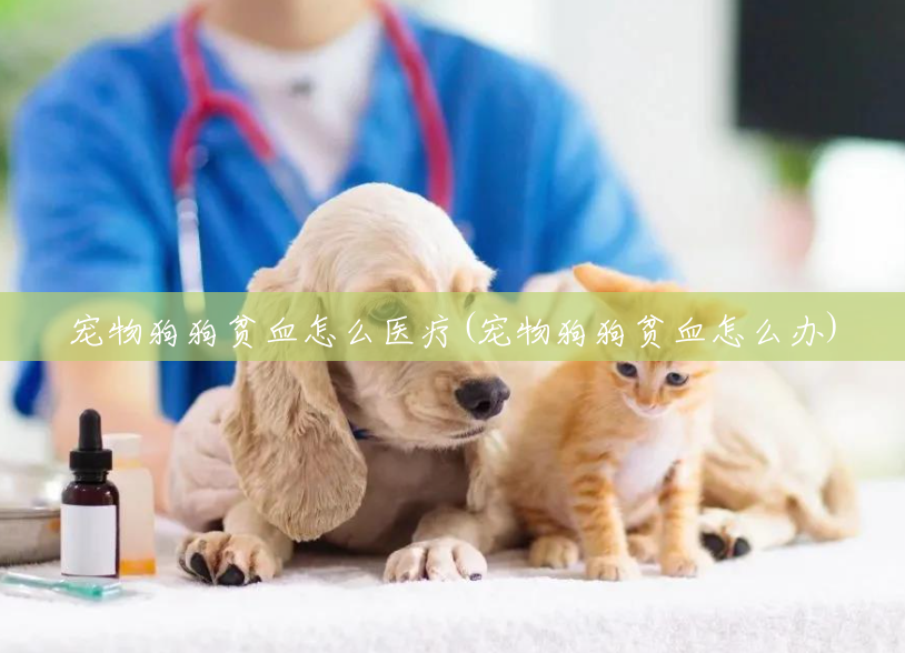 宠物狗狗贫血怎么医疗(宠物狗狗贫血怎么办) 宠物狗狗贫血怎么医疗(宠物狗狗贫血怎么办)