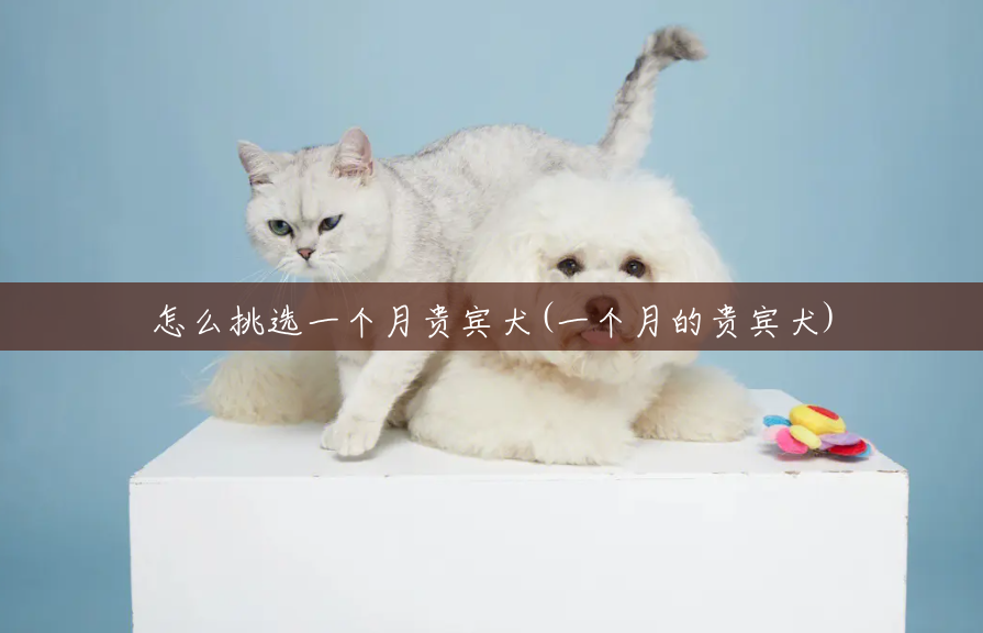 怎么挑选一个月贵宾犬(一个月的贵宾犬) 怎么挑选一个月贵宾犬(一个月的贵宾犬)