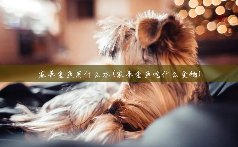 家养金鱼用什么水(家养金鱼吃什么食物) 家养金鱼用什么水(家养金鱼吃什么食物)